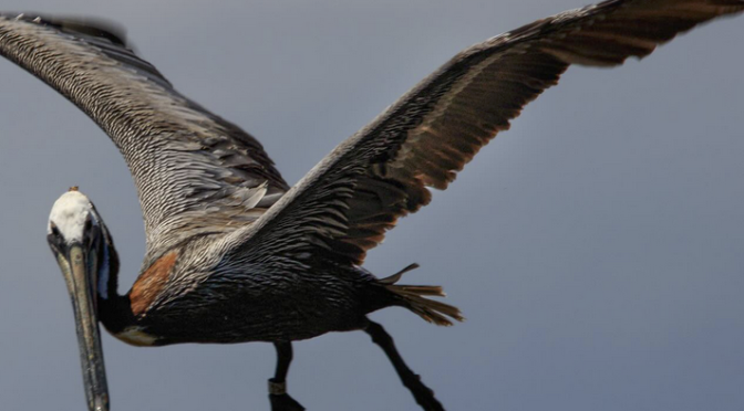 Brown Pelicans at Carolina Beach SP